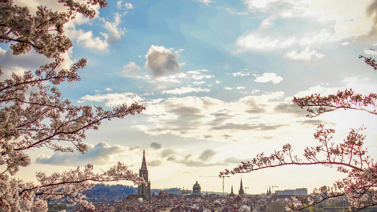 Blick über die Dächer der Berner Altstadt mit Kirchturm und Frühlingsblüten